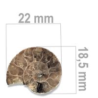 Ammonit 22 x 18,5 mm ZKA014